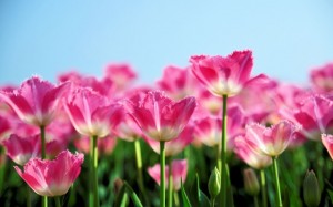 Pink-Tulips-Spring-640x400