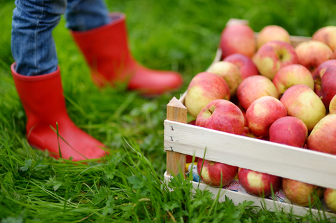 http://www.dreamstime.com/stock-photos-crate-red-organic-apples-children-boots-s-image34522363